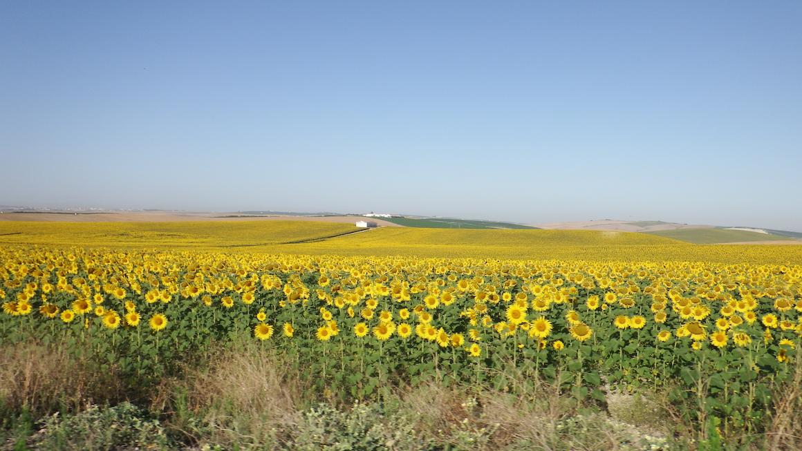 El girasol de Sevilla sin ayudas de la UE - Cambio16