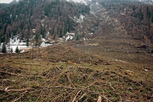 Legisladores de la Unión Europea acordaron prohibir la importación de productos que contribuyan a la deforestación. Foto Pixabay