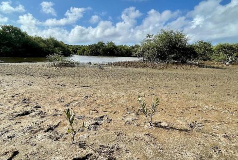 Los humedales son de los ecosistemas más diversos, valiosos y productivos. Capturan y almacenan carbono, purifican el agua dulce. Son el hogar del 40% de la biodiversidad del globo, brindan el soporte para los medios de vida de muchas comunidades y además, ayudan a reducir los impactos del cambio climático. En España, después de detectar que el 54% está en estado pobre y muy pobre. Otro 15% está en un “estado moderado” y apenas el 12% restante de los sitios está “bien conservado”