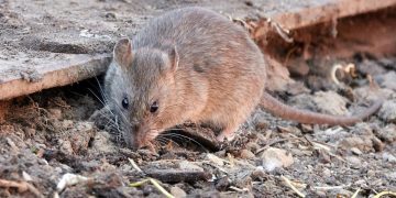 La Ley pretende garantizar la protección y el bienestar de los animales, poniendo fin a la negligencia y el maltrato