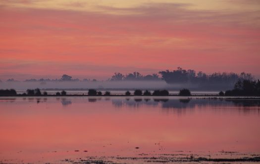 UE alerta sobre las consecuencias que traerá aprobación de ley para regular los cultivos de regadío ilegales en el Parque Nacional de Doñana. Pixabay
