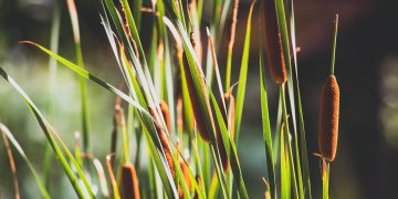 plantas descontaminan aguas