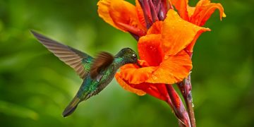 colibrí