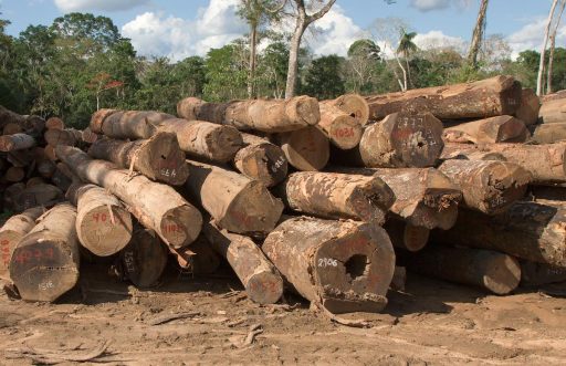 El nuevo estudio sugiere que el consumo mundial de madera 