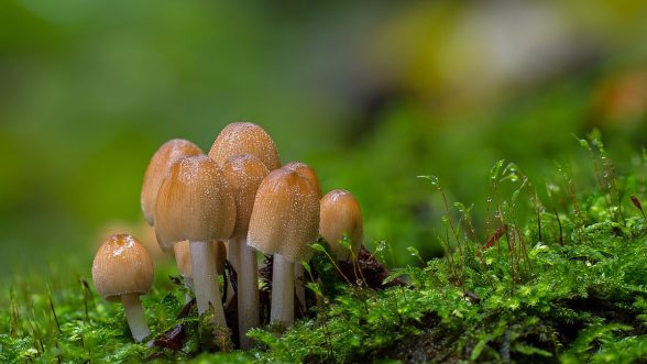 hongos sanear la naturaleza