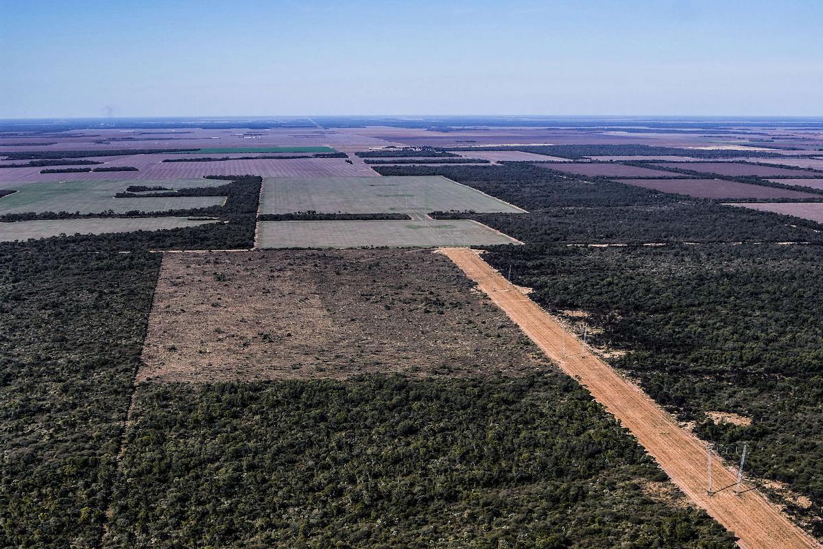 Una deforestaci n imparable ocurre en El Chaco Argentina