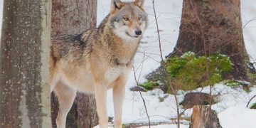 lobos España