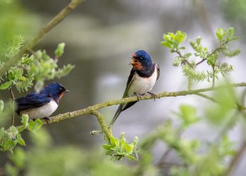 Al menos 80 nombres de aves serán cambiados para desvincularlos del pasado racista de quienes los catalogaron