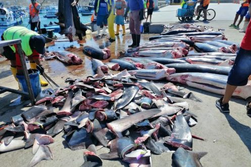 Ecuador comercio tiburón