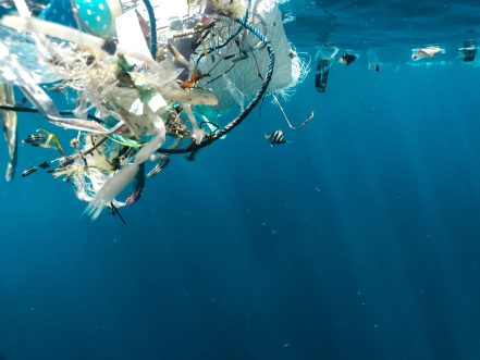 Recientes estudios realizados casi en simultáneo a ambos lados del Atlántico demuestran la fragilidad de los cuerpos de agua, al doble envenenamiento por los plásticos y los fármacos.