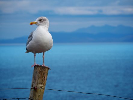 divorcio entre aves marinas