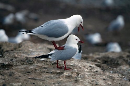 divorcio entre aves marinas