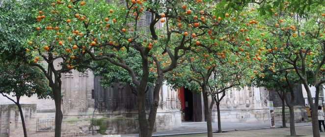 bosque de alimentos