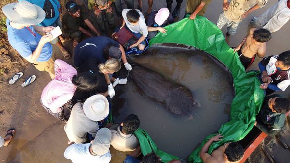 Río Mekong peces