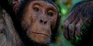 Chimpances y abejas aprendizaje y cultura