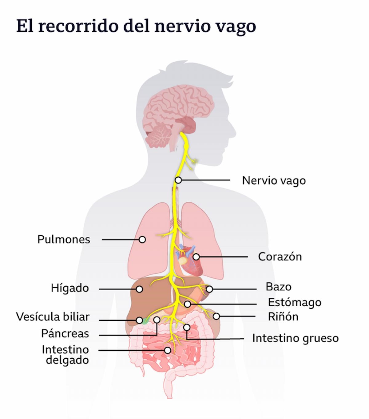 sistema inmune