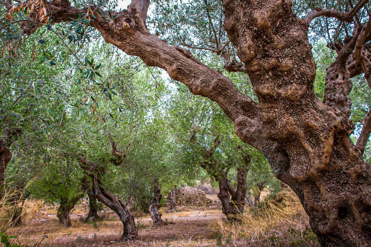 aceite de olica