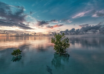 manglares emigran