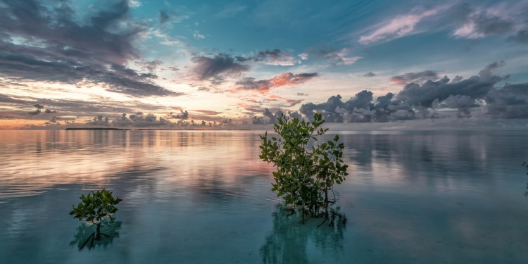 manglares emigran