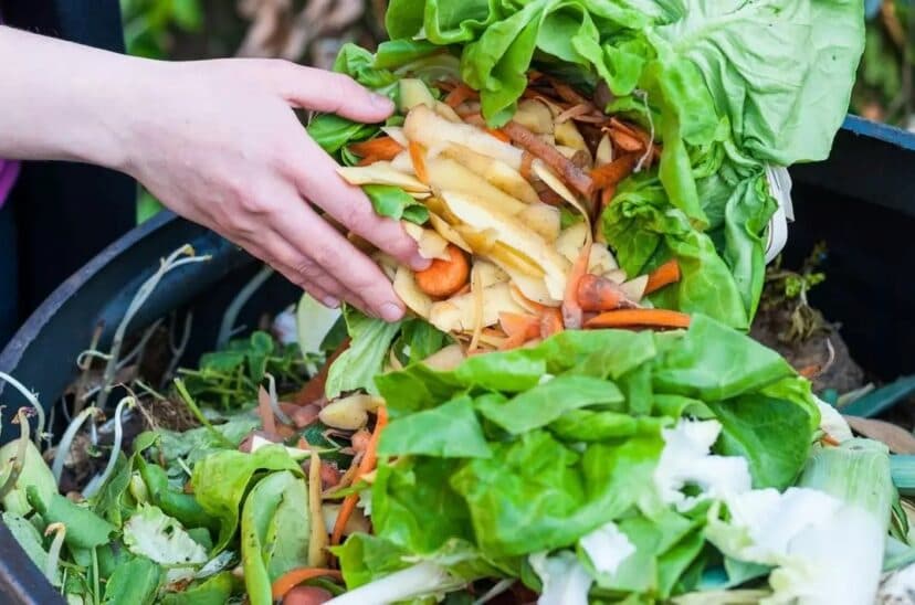 desperdiciar alimentos