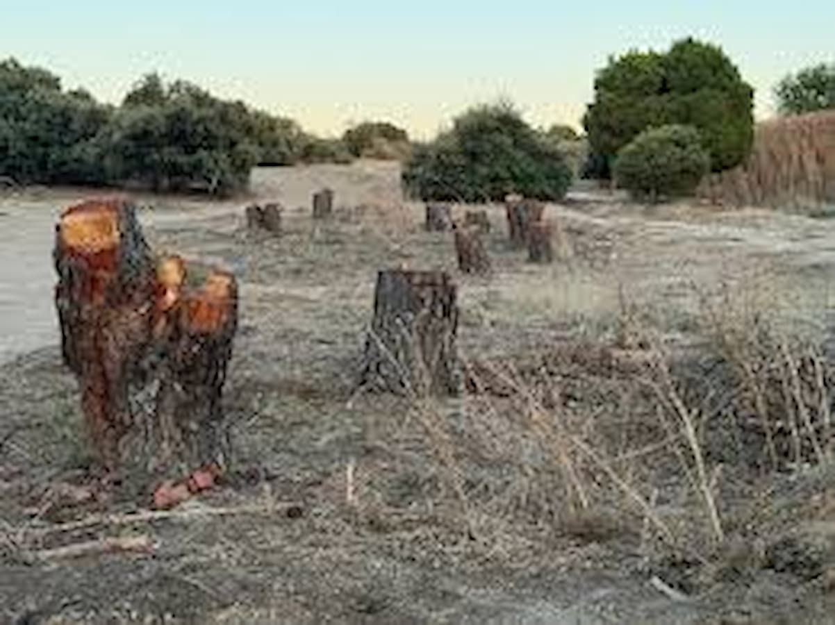 el bosque Montegancedo