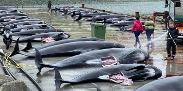 ballenas