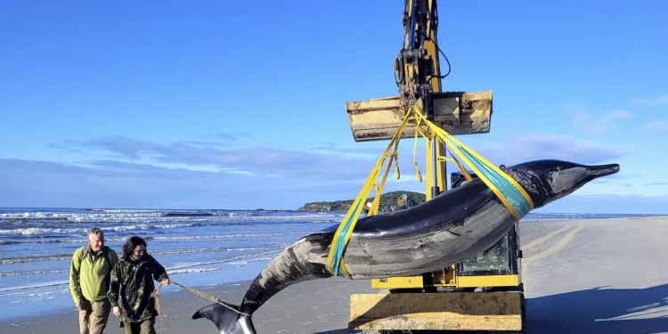 ballena diente de pala