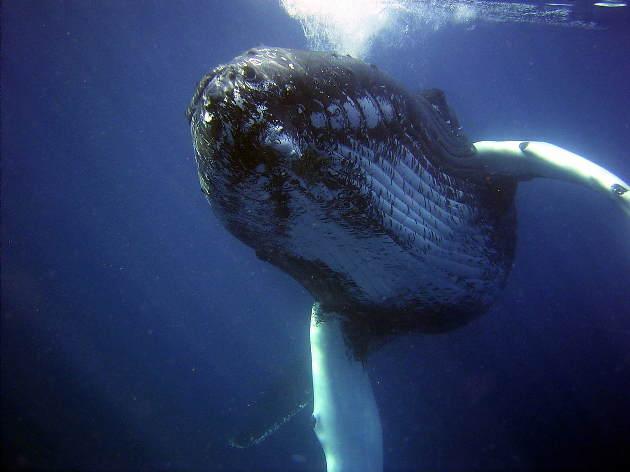 colisiones con ballenas