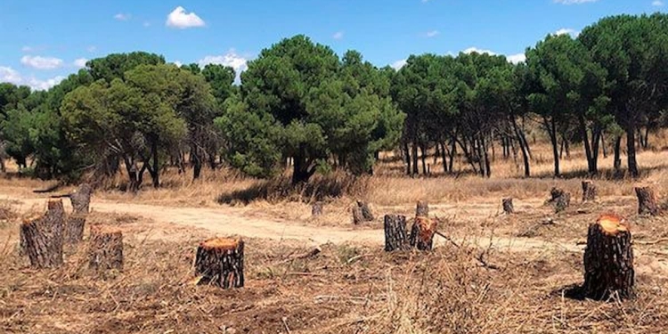 el bosque Montegancedo