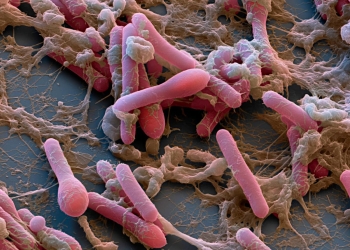 microbioma intestinal