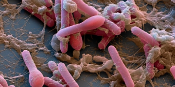 microbioma intestinal