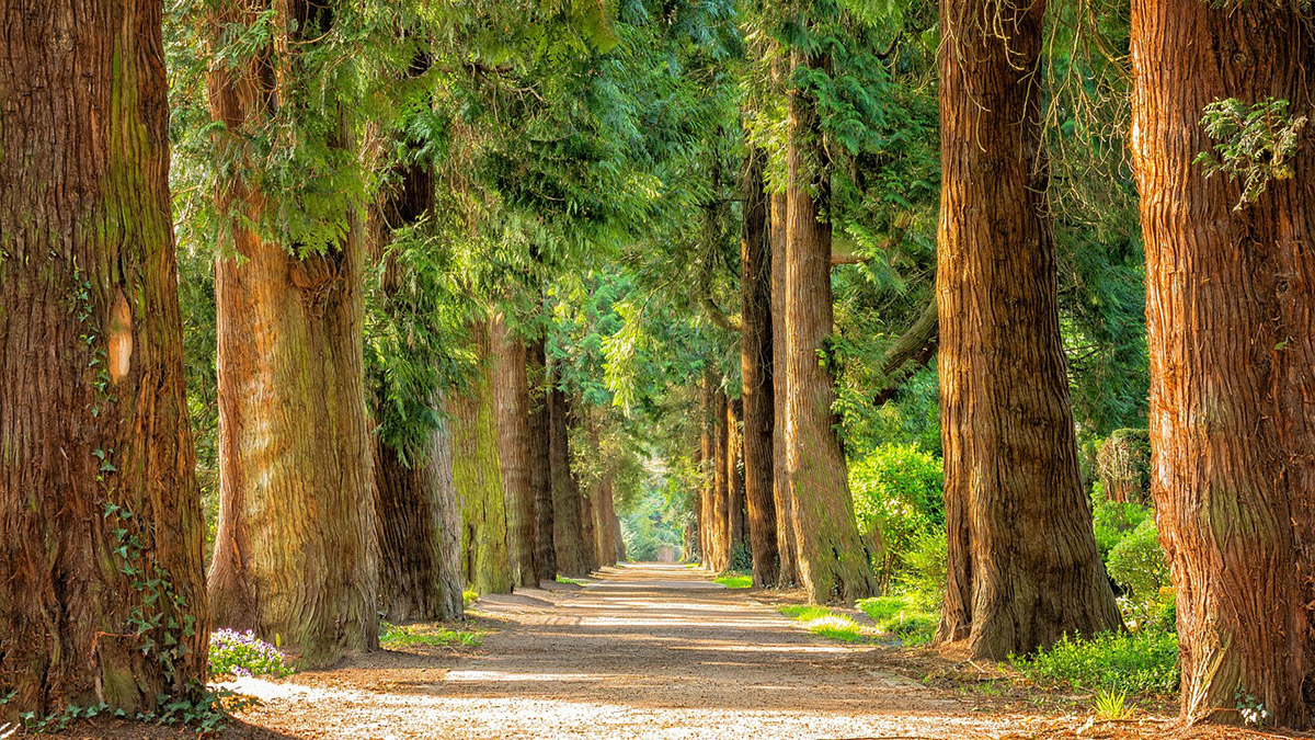 Bosques altos Europa