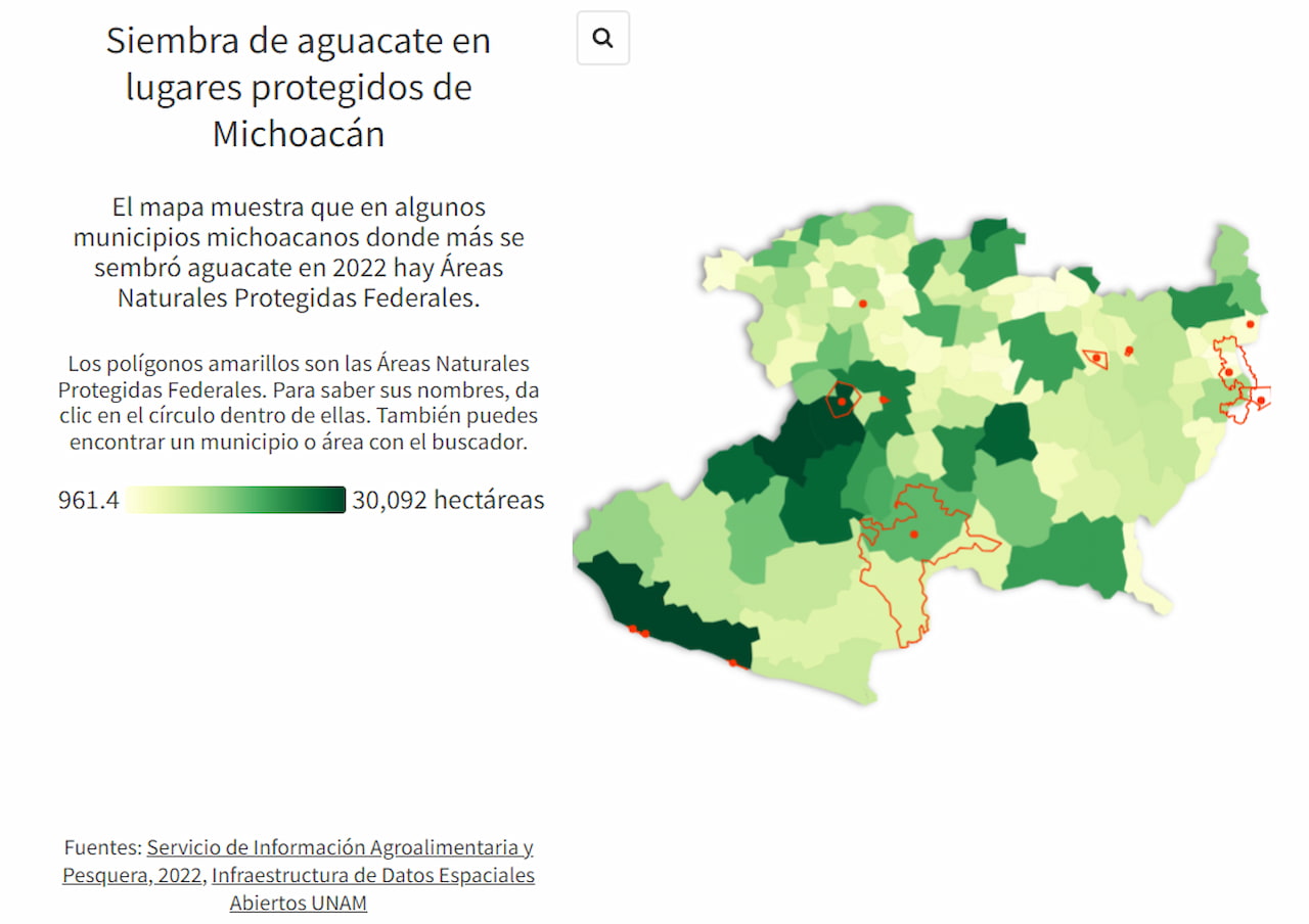 aguacate oro verde