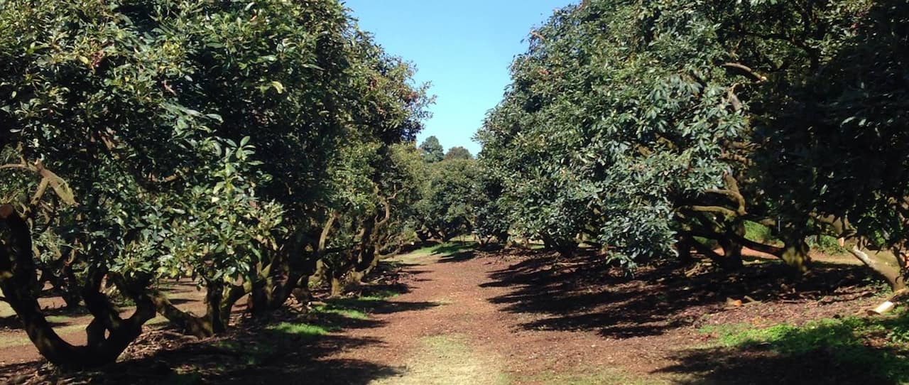 aguacate oro verde