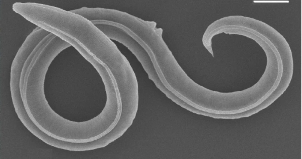 nematodo siberiano