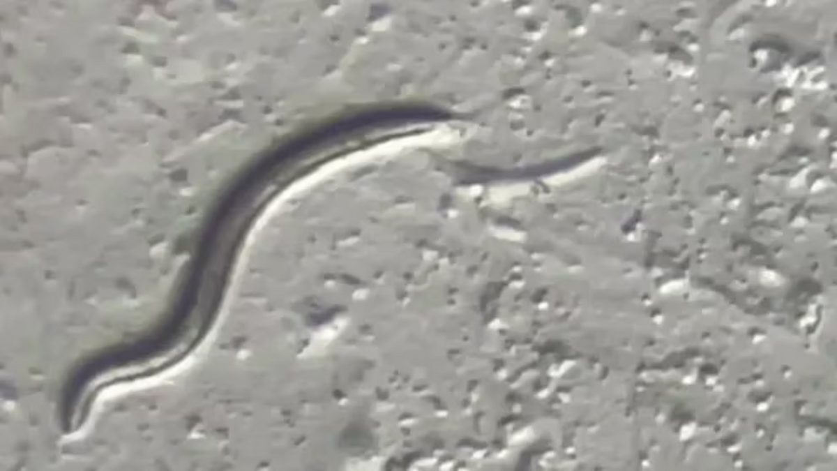 nematodo siberiano