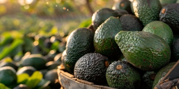 aguacate oro verde