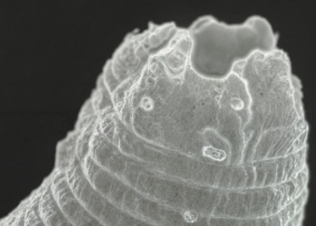 Panagrolaimus kolymaensis/PLOS Genetics