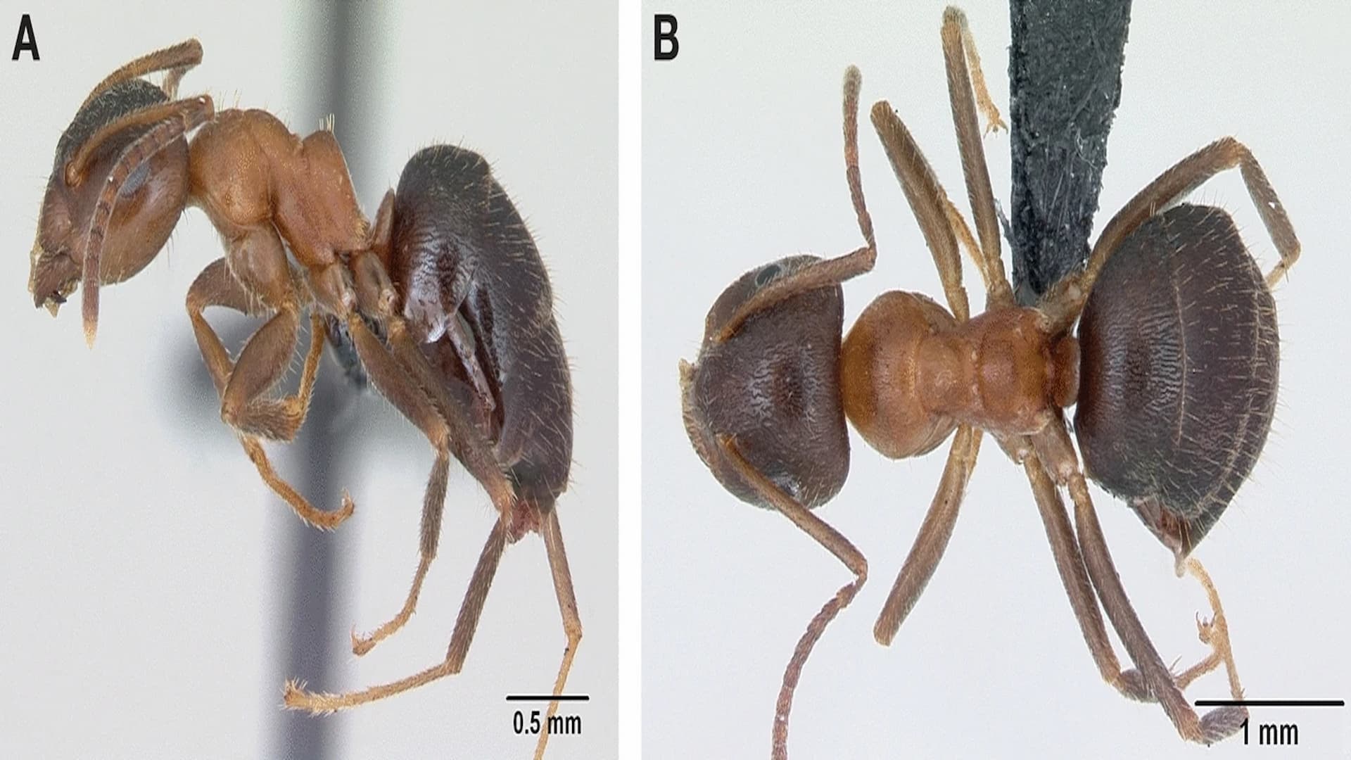 la hormiga ManhattAnt