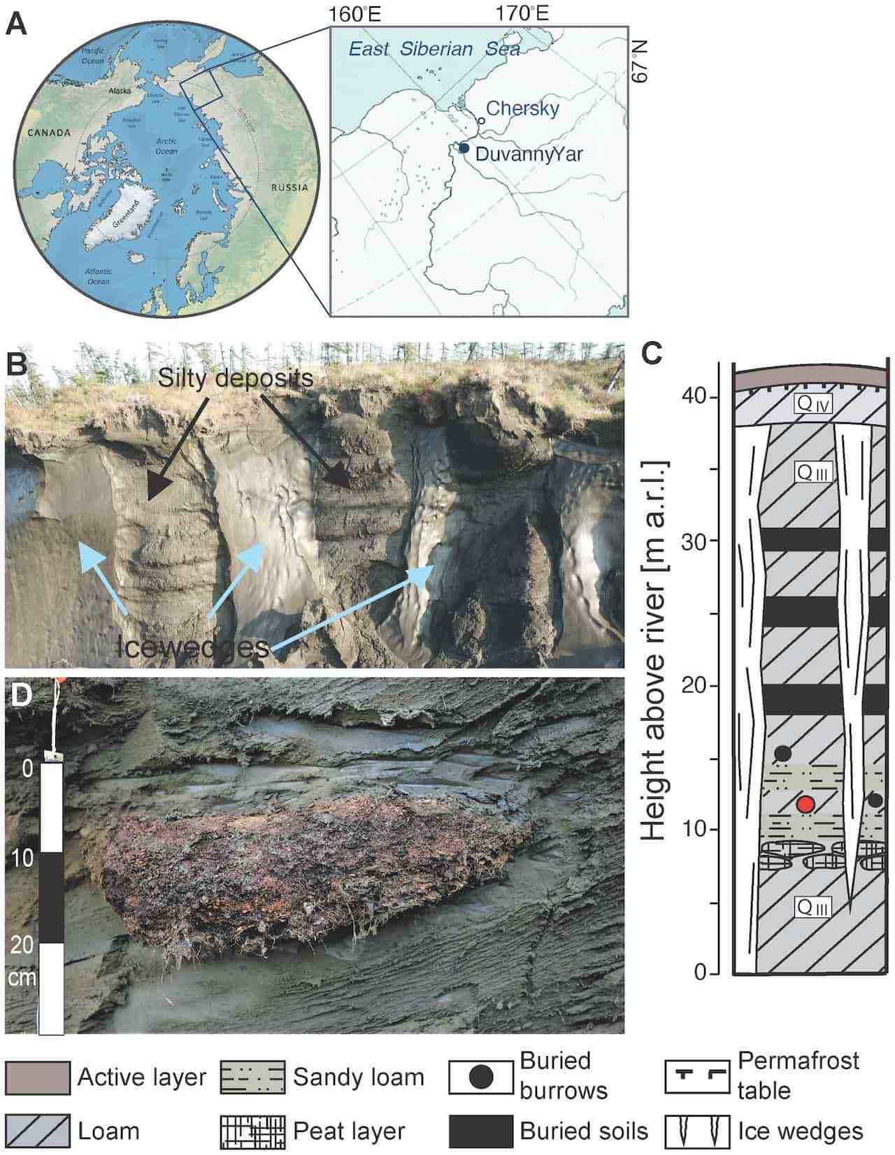 nematodo siberiano