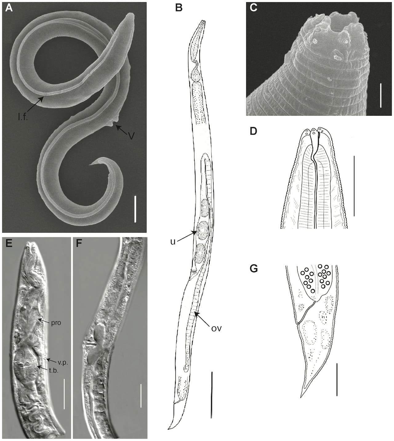 nematodo