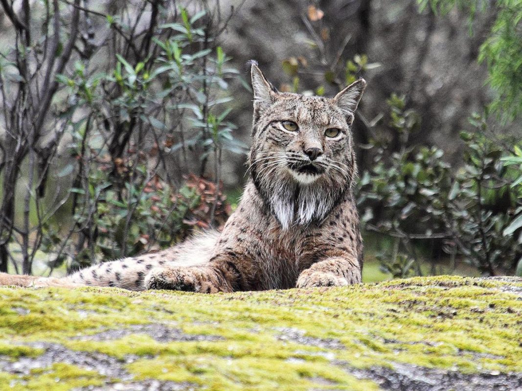 iberico felino