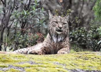 ibérico felino