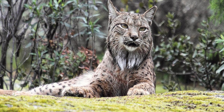 ibérico felino