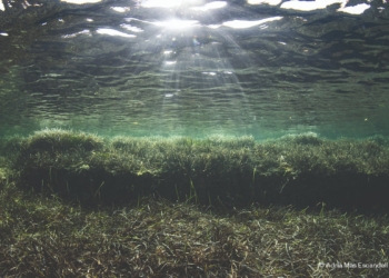 posidonia Mediterráneo