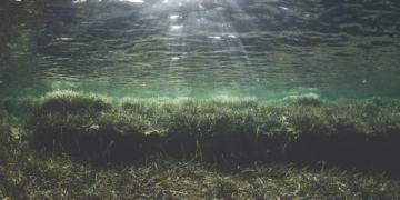 posidonia Mediterráneo