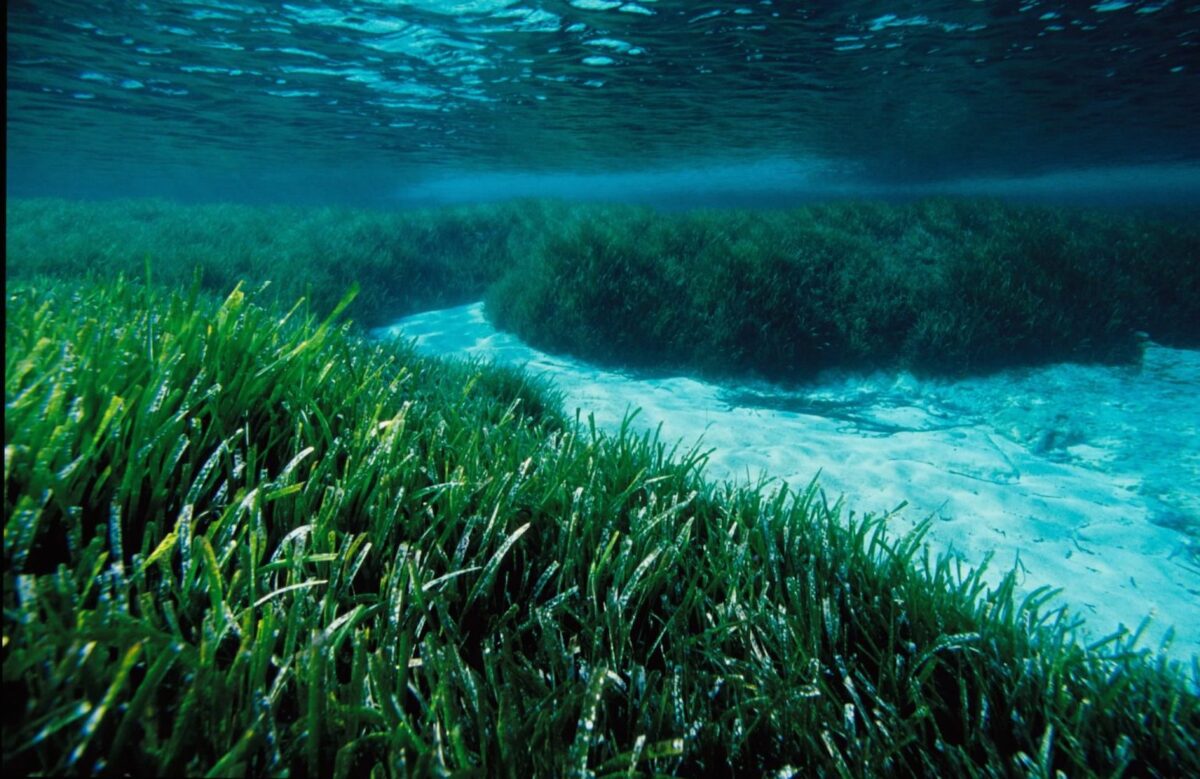 posidonia