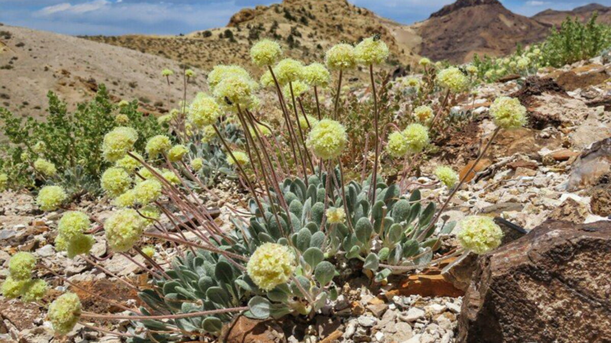 Mina de litio amenaza una flor silvestre en Nevada