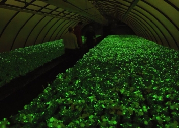 petunias luminiscentes