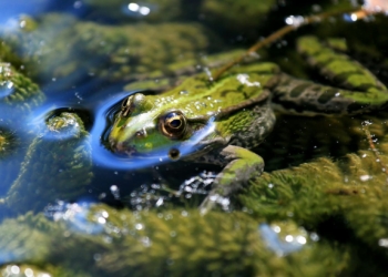 ambiental de la UE